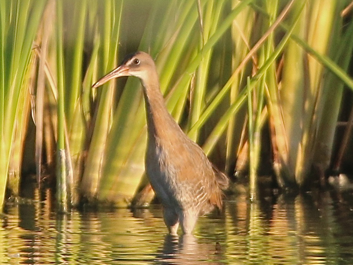 A single Yuma Ridgway's rail stands in the water in front of reeds at the Las Vegas Wash